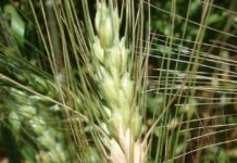 Ataque de giberela pode reduzir um pouco potencial produtivo do trigo em Campos Novos (SC)
