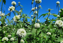 Controle químico da vassourinha-de-botão em soja