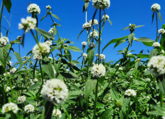 Controle químico da vassourinha-de-botão em soja