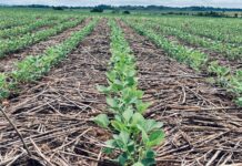 Girassol Agrícola eleva a régua da qualidade das sementes e cria um novo patamar no setor