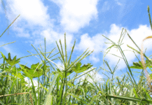 Antes de plantar: o que o produtor precisa saber para garantir produtividade e evitar prejuízos