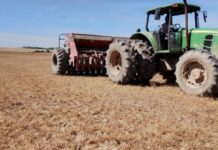 Semeadura de Arroz no RS atinge 69,61% de área em todo Estado