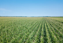 Área tratada com defensivos agrícolas no Brasil deve encerrar 2025 com crescimento de 3,4%