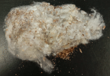 Abrapa alerta produtores sobre a contaminação por seed coat no algodão brasileiro