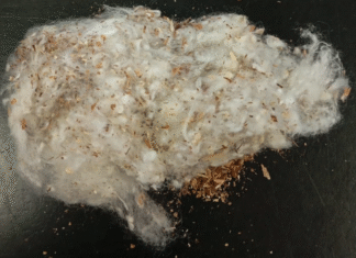 Abrapa alerta produtores sobre a contaminação por seed coat no algodão brasileiro