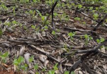 Aprosoja MT alerta o Mapa sobre crise hídrica e riscos à produtividade da safra 2025/26 no estado