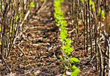 Brasil avança com produção de soja baixo carbono e sistemas de produção mais resilientes às mudanças climáticas
