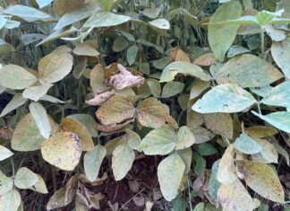 Paraná e São Paulo registram primeiros focos de ferrugem da soja na safra 2025-26; especialistas indicam ações preventivas