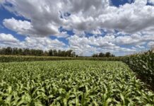 Dia de Campo: cooperativa reúne produtores de milho e sorgo em Cachoeira do Sul