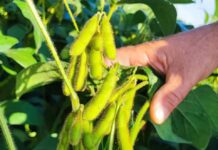 Novo biofungicida alia controle biológico eficaz e regeneração da microbiota do solo