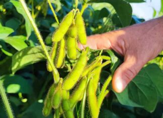 Novo biofungicida alia controle biológico eficaz e regeneração da microbiota do solo