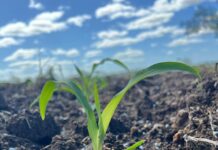 Zinco na agricultura: qual a importância desse micronutriente?