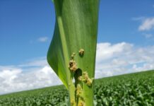 Sem manejo adequado, soja e pastagem abrigam ‘biofábricas’ de lagartas para milho e algodão, alerta entomologista da UFG