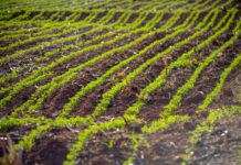 Aprosoja MT destaca práticas agrícolas que favorecem sequestro de carbono e conservação ambiental no campo