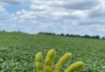 Chega ao mercado brasileiro solução integrada para o controle biológico de fungos e nematoides