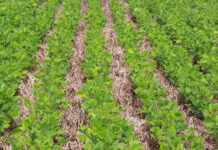 Manejo sustentável impulsiona subvenção do seguro rural para até 35% na soja