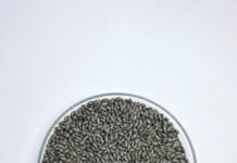 Wolf Sementes lança Mavuno Grafitek®, versão grafitada da braquiária híbrida líder em produtividade