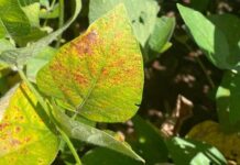 Doenças iniciais da soja colocam em risco o potencial produtivo de toda a safra