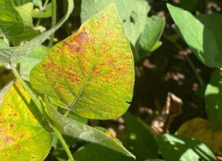 Doenças iniciais da soja colocam em risco o potencial produtivo de toda a safra