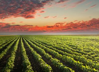 Plantio desacelerado e solo seco criam momento de atenção