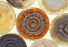 Ballagro e Symbiomics anunciam parceria para impulsionar a inovação em biodefensivos