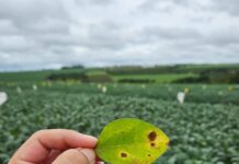 Lavouras necessitam de proteção biológica do início ao fim do ciclo