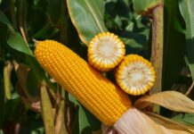 Forseed aposta no FS695 para liderar a nova fase da safrinha em Mato Grosso