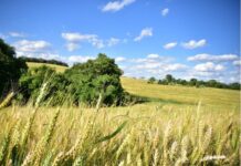 Safra de cereais de inverno encerra ciclo com desafios para o trigo e oportunidades para aveia e cevada em Santa Catarina