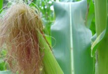 Câmara Setorial de Grãos discute impactos do clima na safra de milho