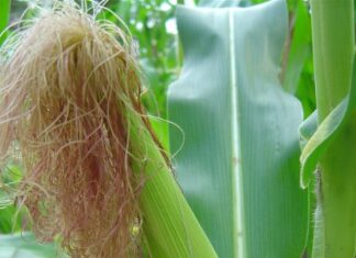 Câmara Setorial de Grãos discute impactos do clima na safra de milho