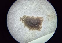 Pesquisas sobre manejo integrado de pragas, desenvolvidas na Epagri de Chapecó, foram destaque em 2025