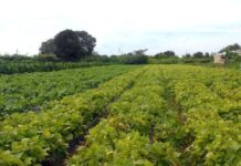 Faturamento de bioinsumos no Brasil aumenta cinco vezes em cinco anos e deve manter crescimento em alta