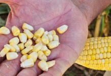 Variedades precoces de milho e sorgo são destaque em Dia de Campo Cotrisul