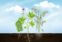 A evolução da resistência de plantas daninhas nas lavouras: o que o produtor precisa saber agora