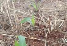 Micronutrientes estratégicos podem destravar produtividade do milho safrinha, apontam especialistas