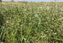 Por que as plantas de cobertura são pouco utilizadas?