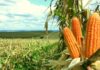 Biotecnologia impulsiona produtividade do milho no Brasil e fortalece a sustentabilidade da cadeia do agro