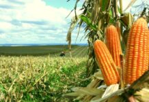 Biotecnologia impulsiona produtividade do milho no Brasil e fortalece a sustentabilidade da cadeia do agro