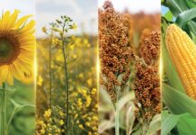 Com genética própria, Advanta Seeds investe em novos cultivos para avançar no Brasil