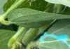 Adesão a atrativo alimentar para mariposas, que reduz ataques de lagartas, quase triplicou na safra 2025-26