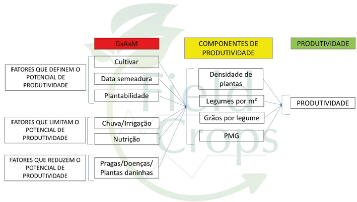 Entendendo os componentes de produtividade na soja, visando altas produtividades