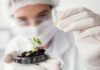 A era do biohacking agrícola: pesquisa brasileira inova na produção de bactérias benéficas para a soja