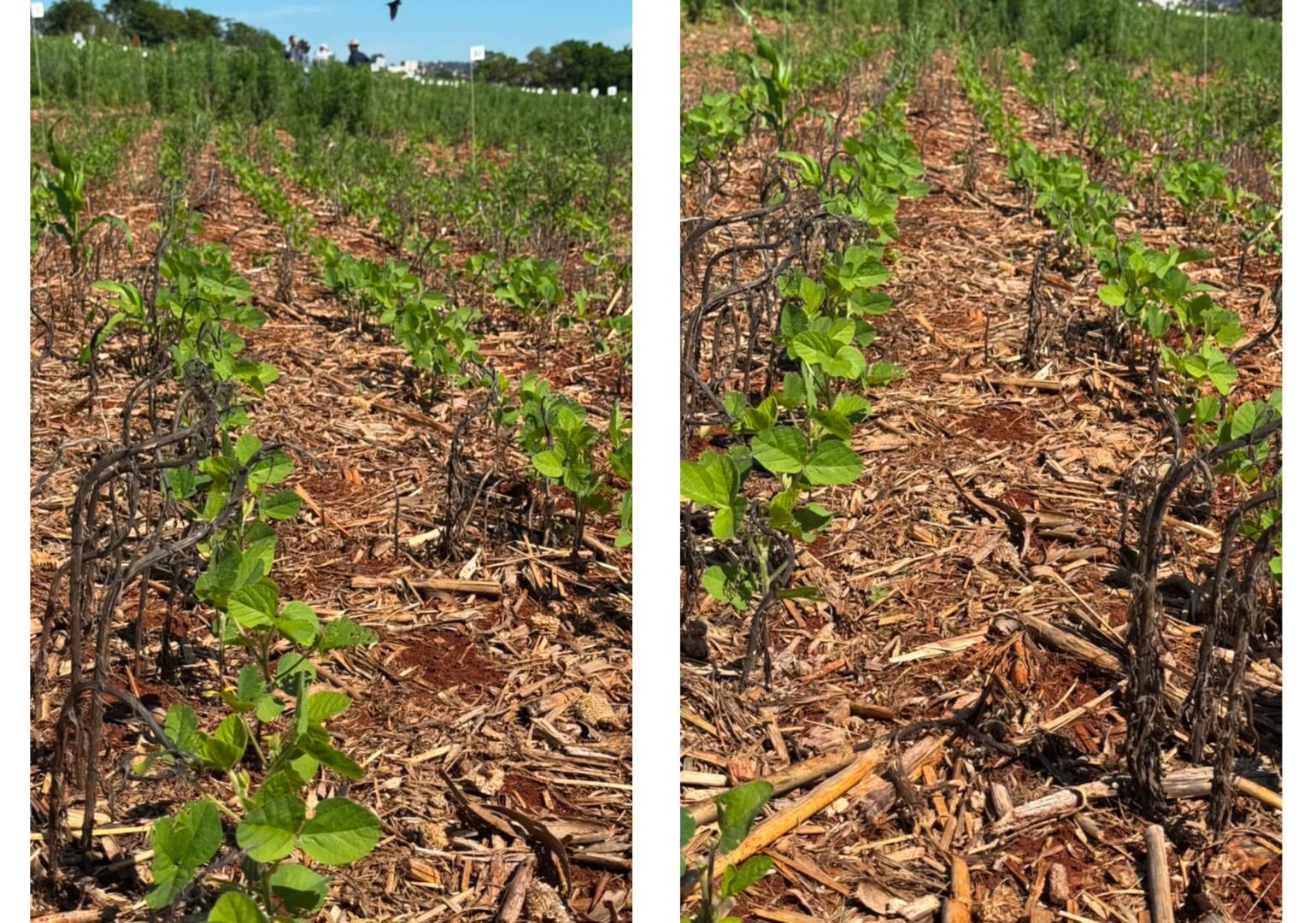 Dessecação e manejo de plantas daninhas na lavoura de soja — banco ADAMA