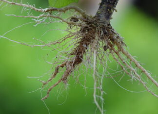 Nematoides: o inimigo invisível que impacta o rendimento do produtor