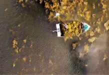 Acadian completa 45 anos e se consolida como líder global em biofertilizantes à base de algas marinhas